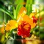 Орхидея огнено-желтая